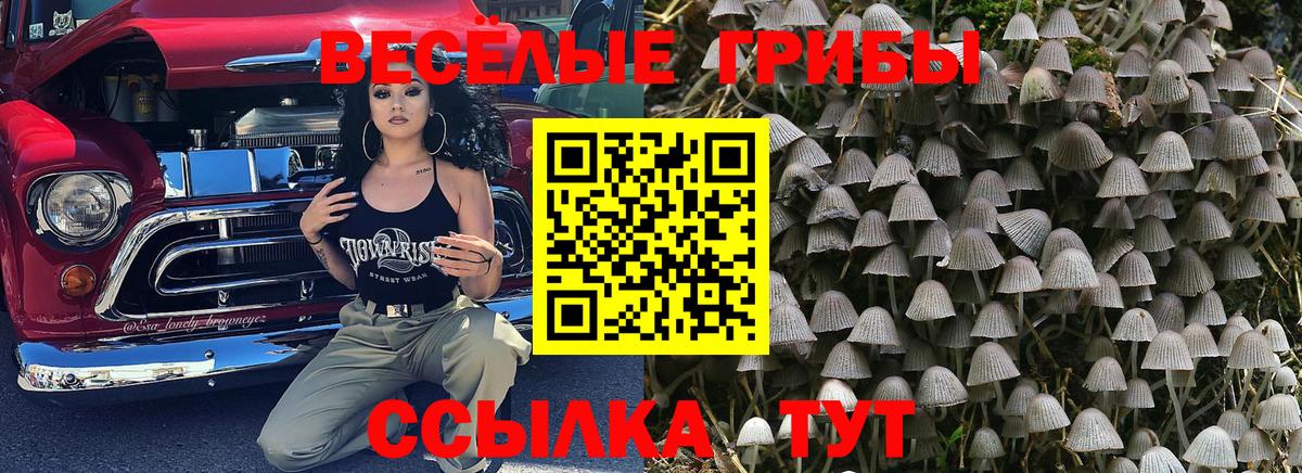 Псилоцибиновые грибы мицелий Великие Луки